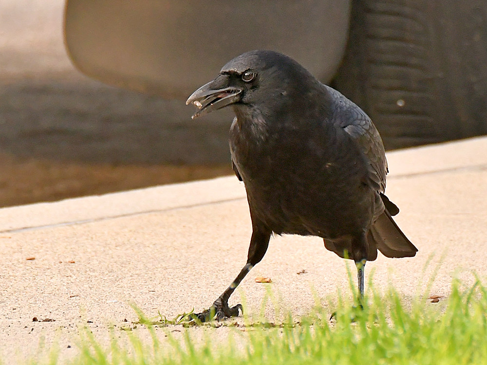 Crow2.jpg