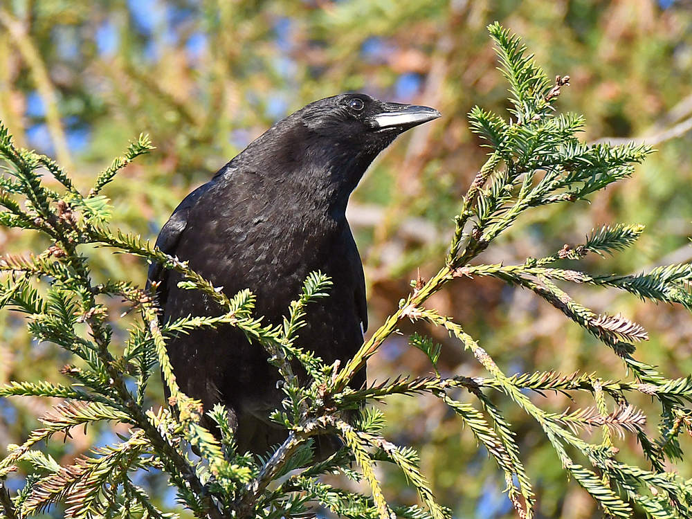 Crow2.jpg