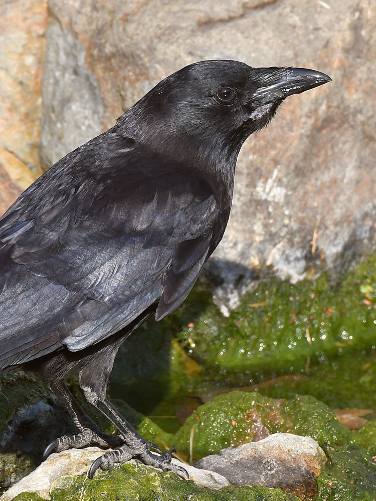 Crow2.jpg