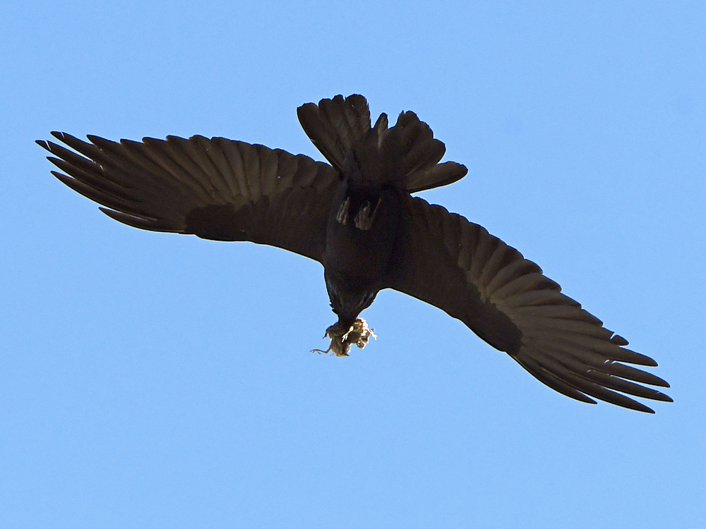 Crow2.jpg