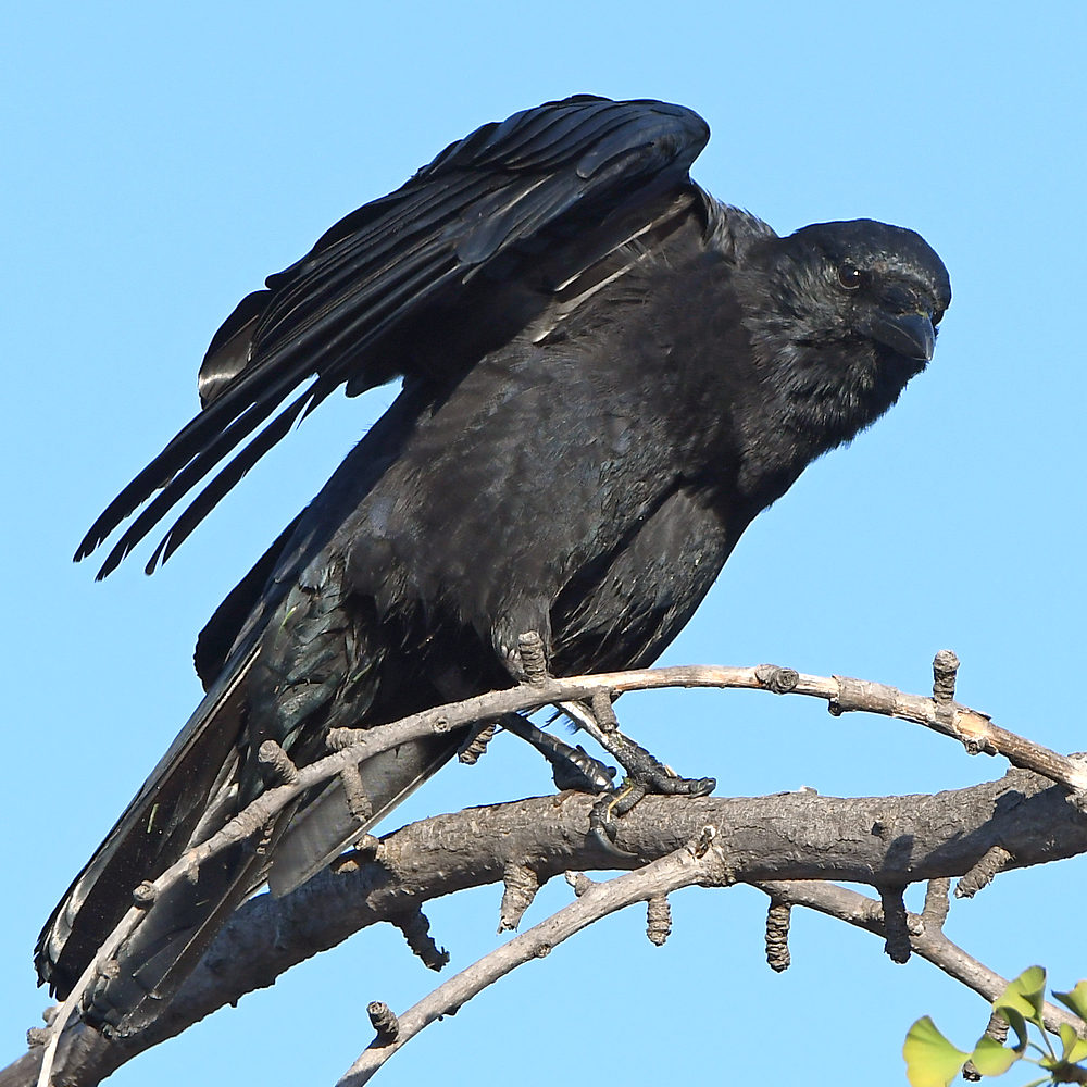 Crow2.jpg