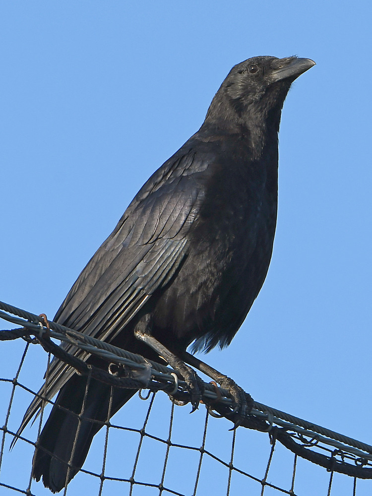 Crow2.jpg
