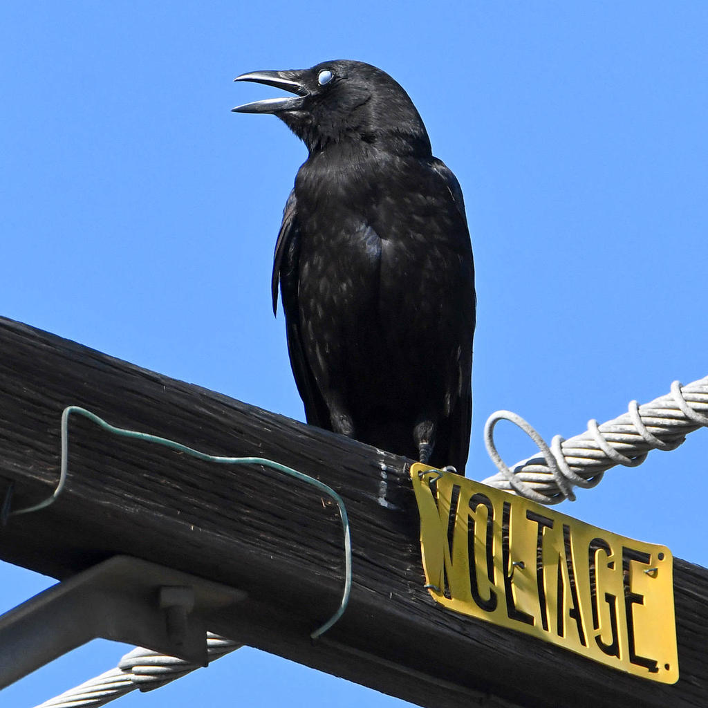 Crow2.jpg