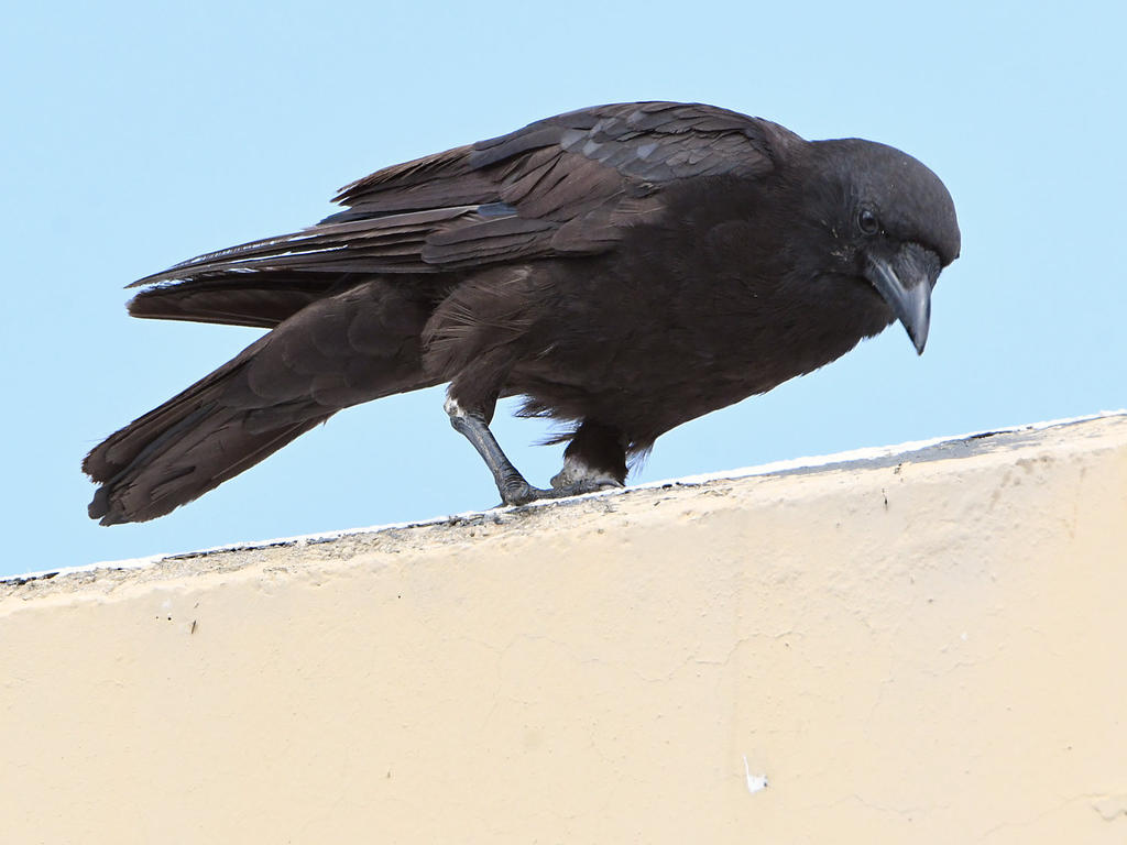 Crow2.jpg