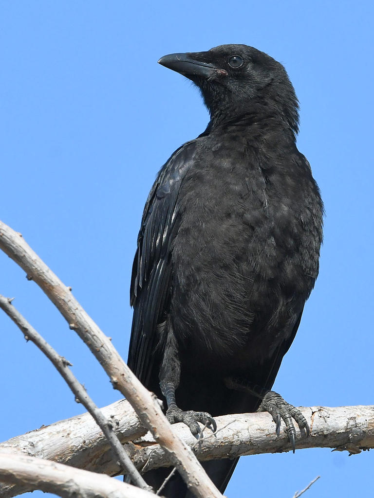 Crow2.jpg