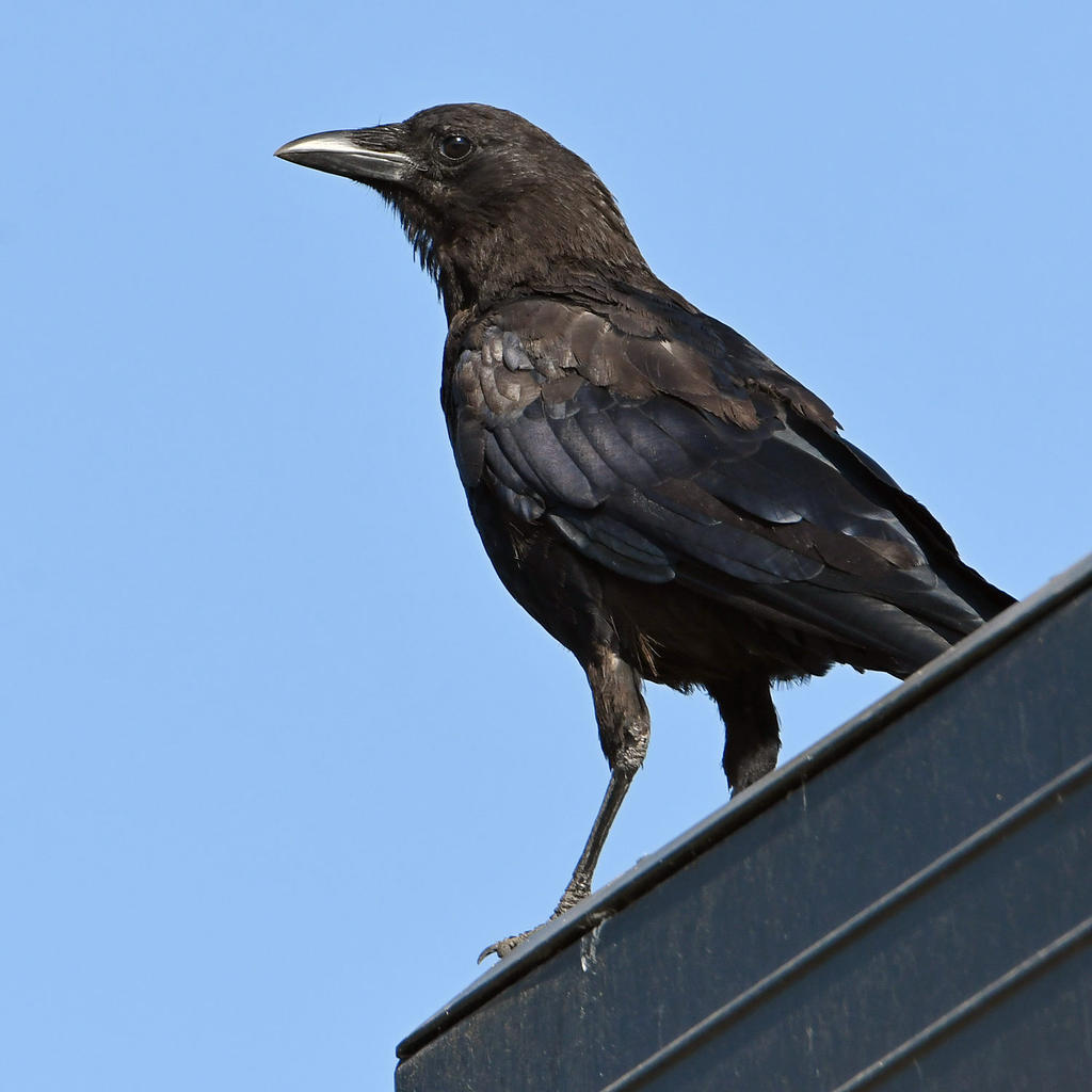 Crow2.jpg
