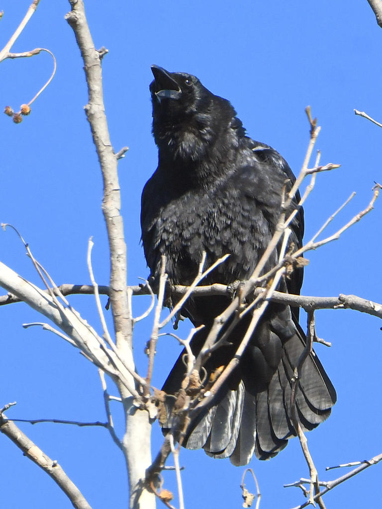 Crow2.jpg