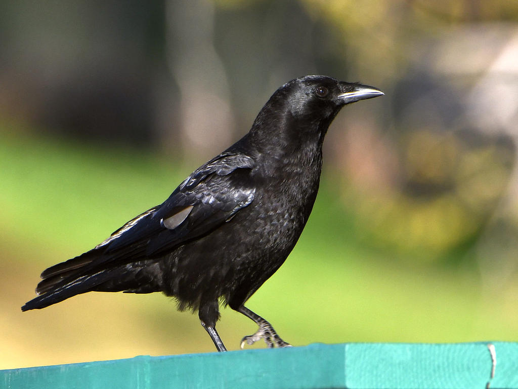 Crow2.jpg