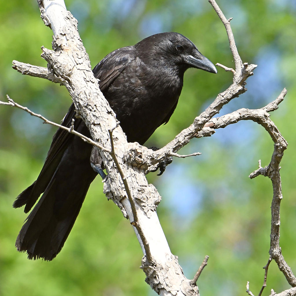 Crow2.jpg