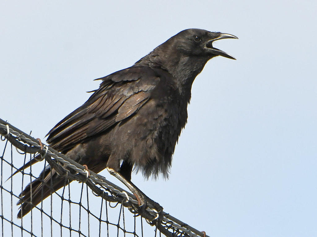 Crow2.jpg