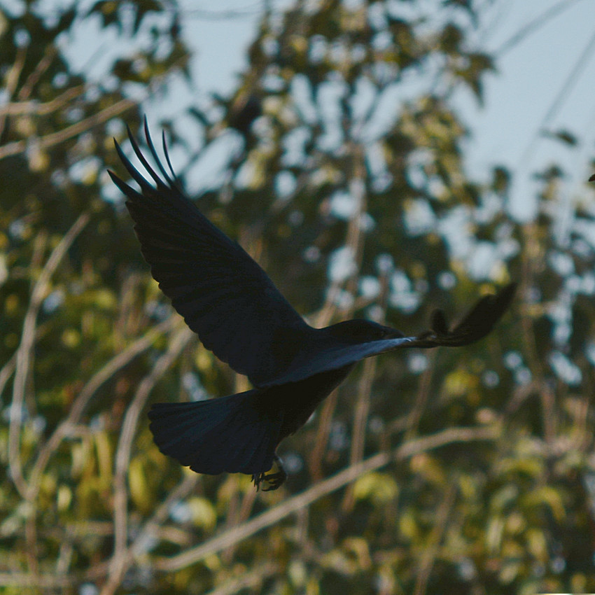 Crow2.jpg