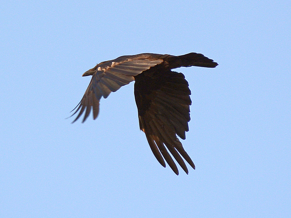 Crow2.jpg
