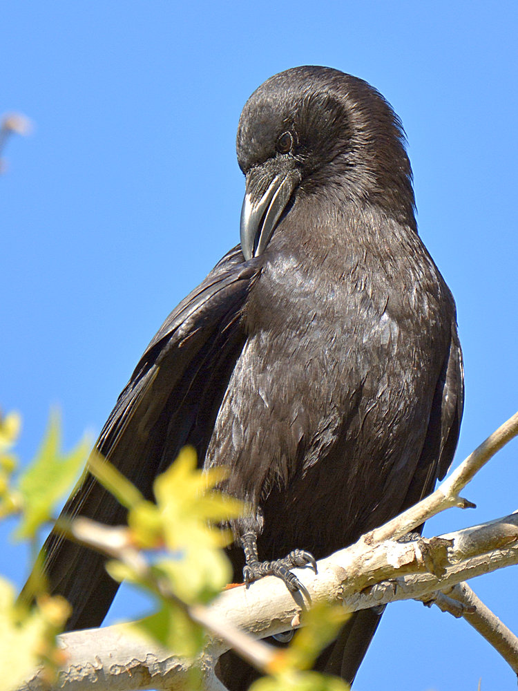 Crow3.jpg
