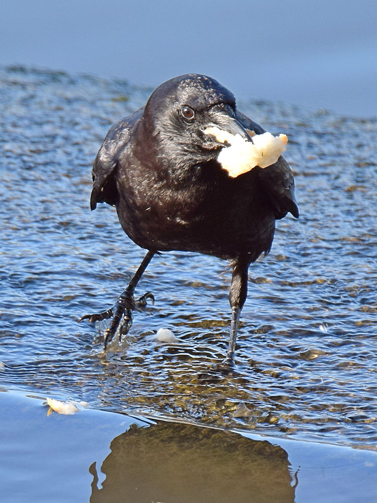Crow3.jpg