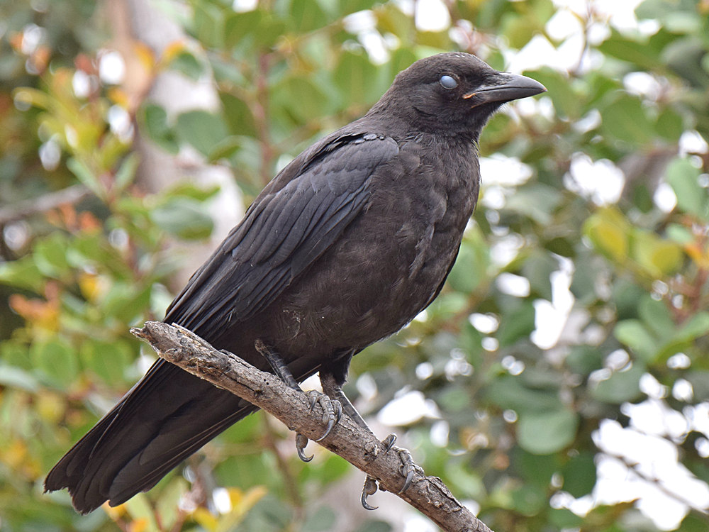 Crow3.jpg