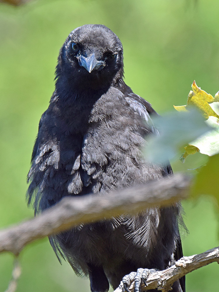 Crow3.jpg