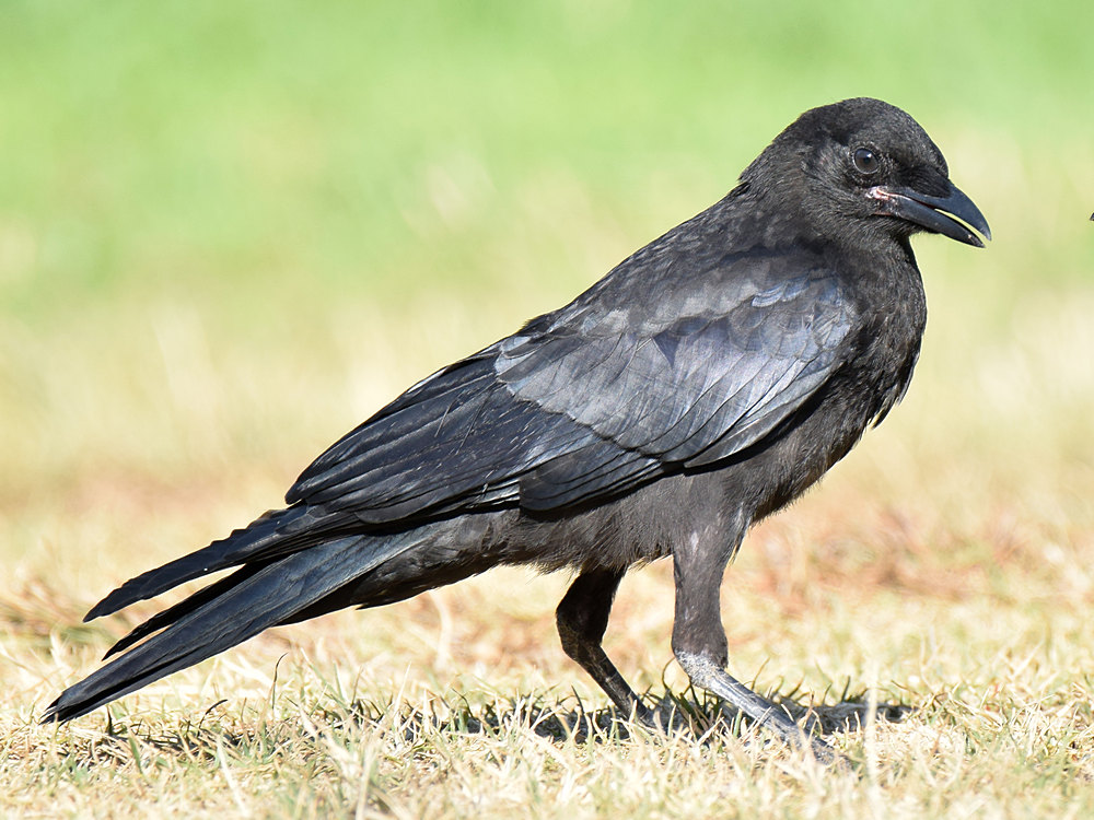 Crow3.jpg