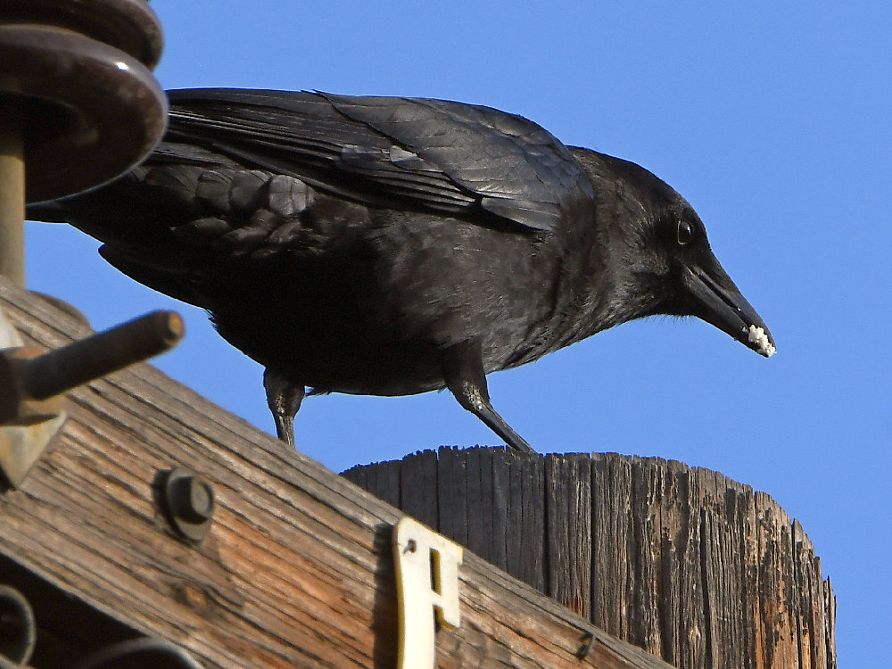 Crow3.jpg