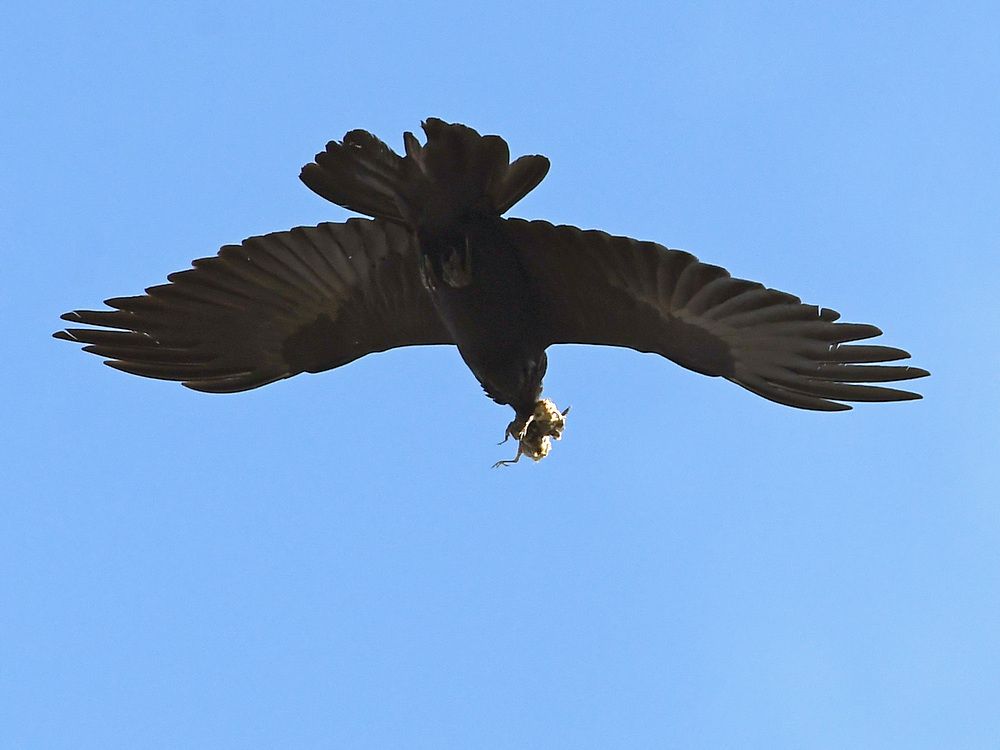 Crow3.jpg
