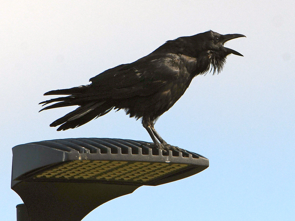 Crow3.jpg
