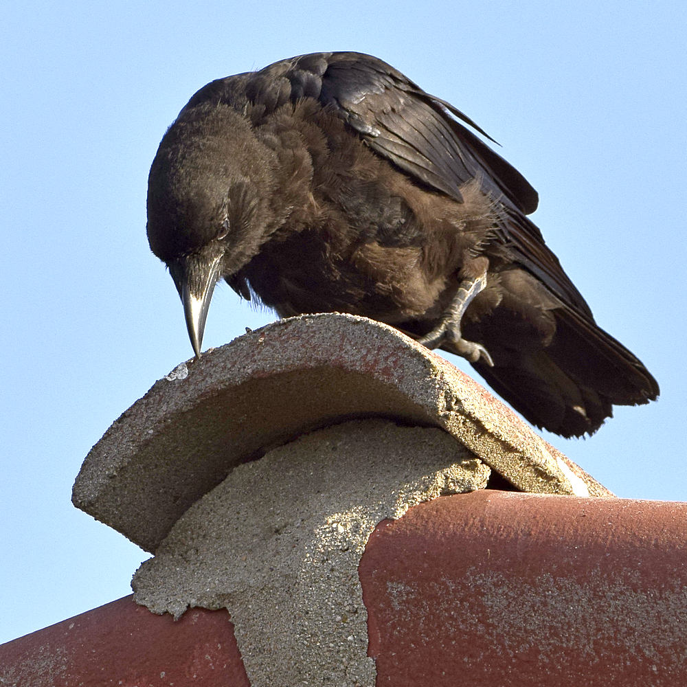 Crow3.jpg