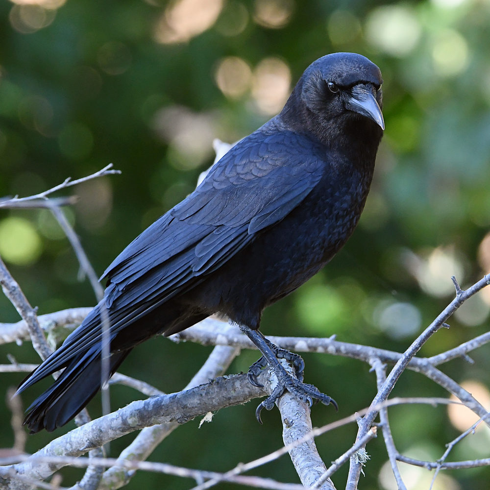 Crow3.JPG