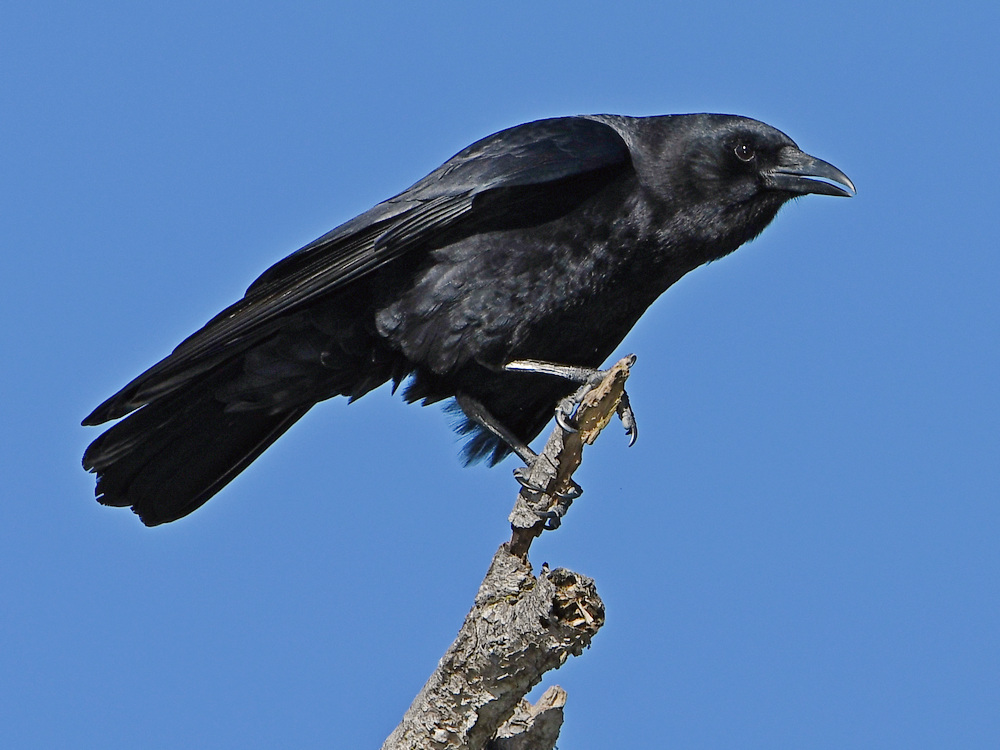 Crow3.JPG