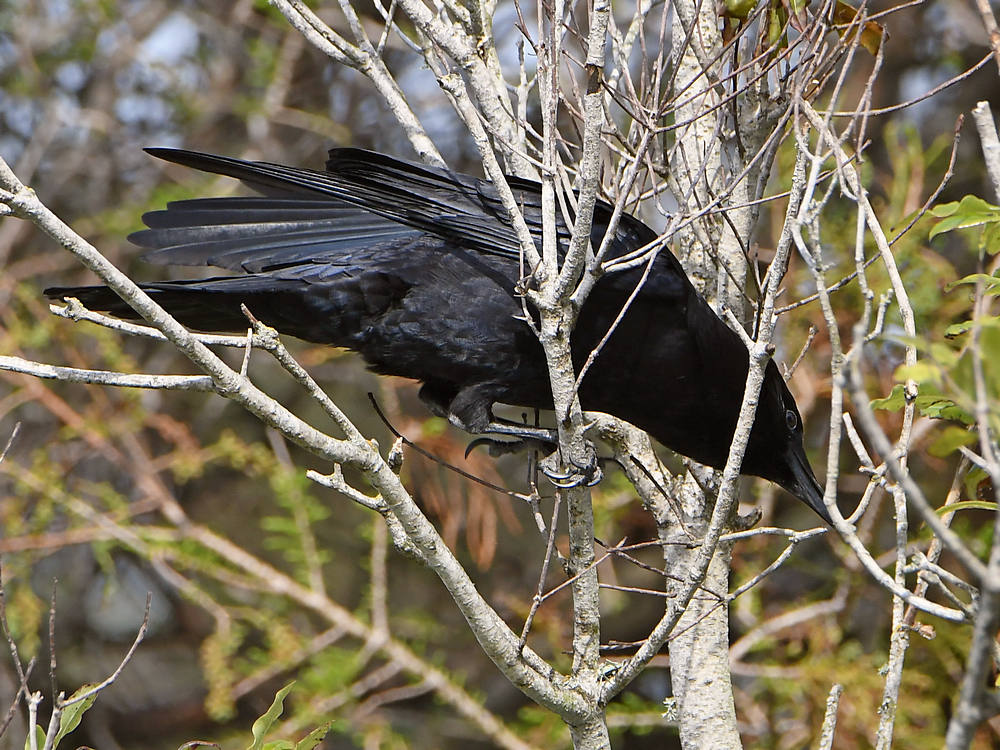 Crow3.JPG
