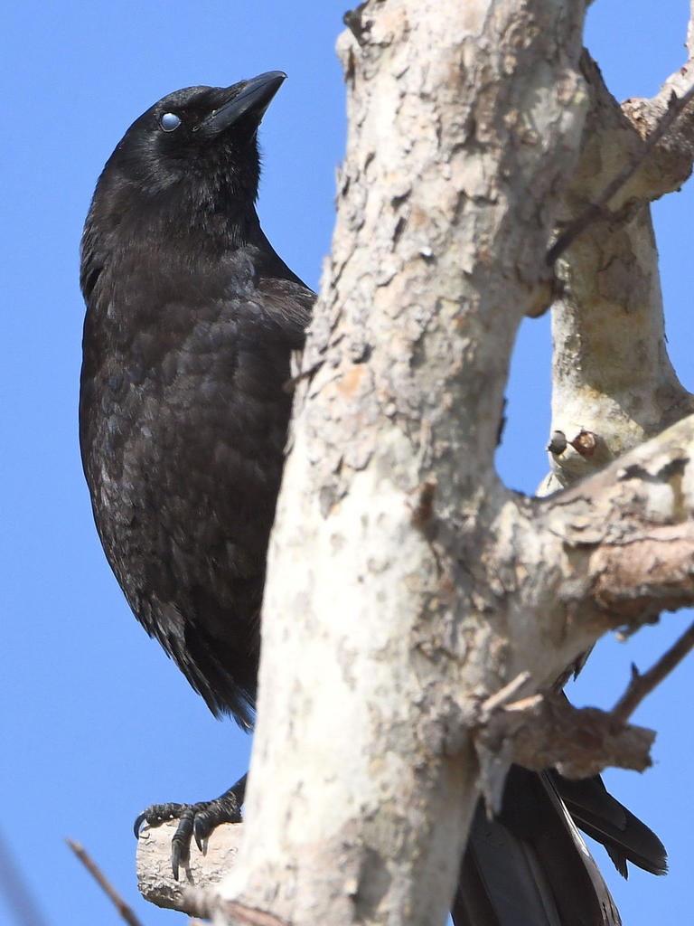 Crow3.jpg