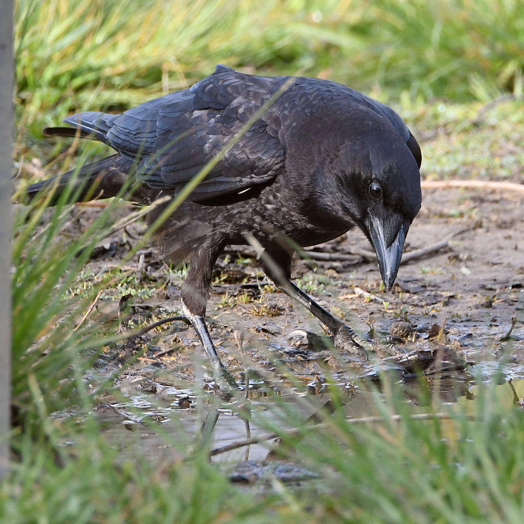 Crow3.jpg