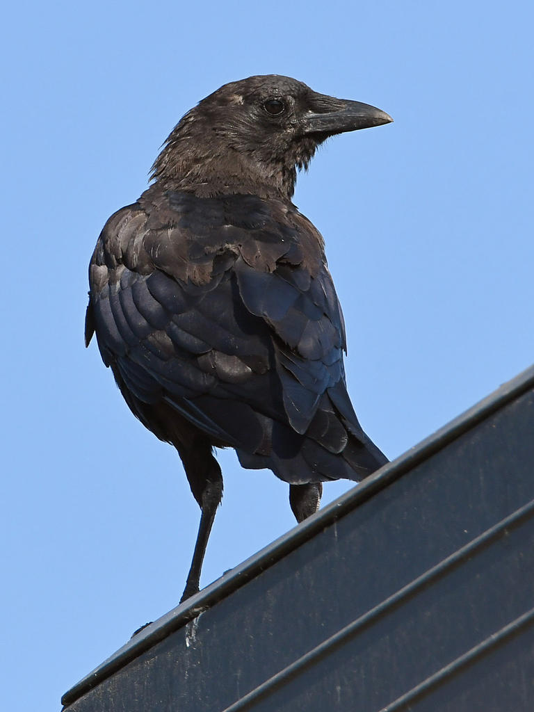 Crow3.jpg