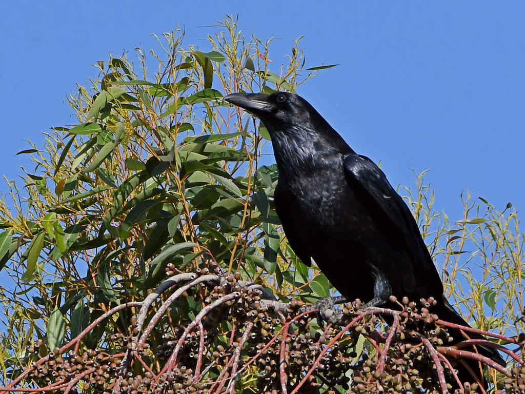Crow3.jpg