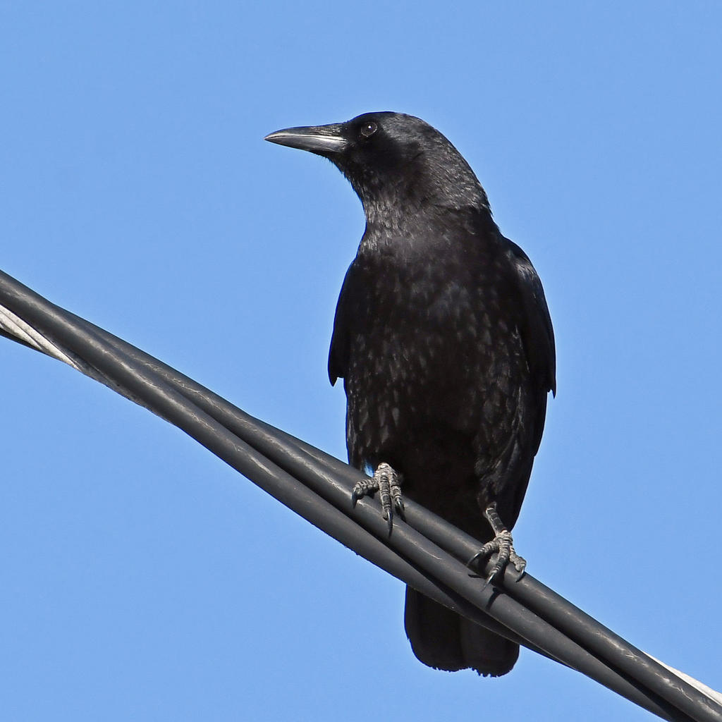 Crow3.jpg