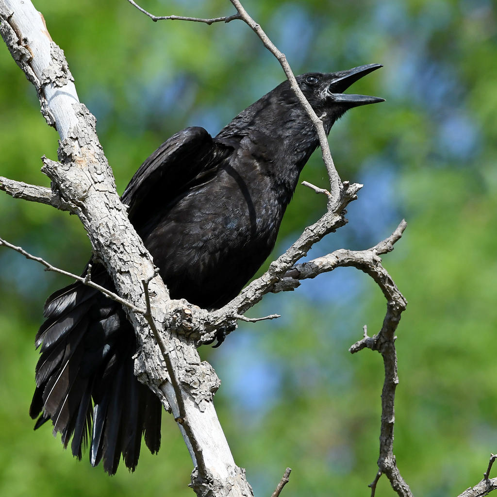 Crow3.jpg