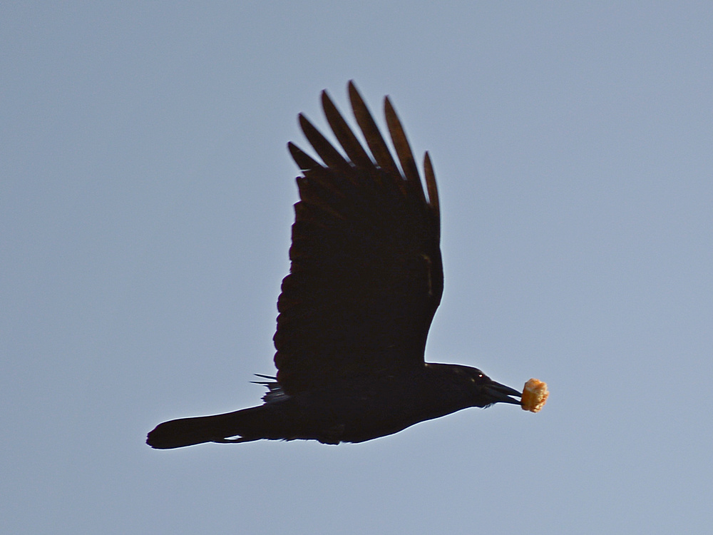 Crow3.jpg