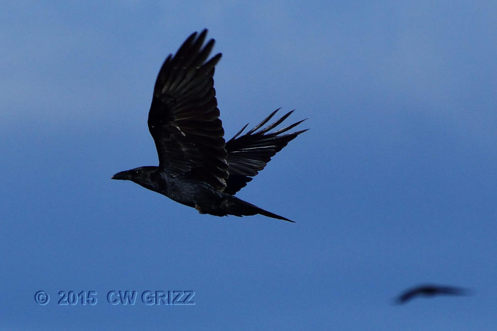 crow3_2-28-15cr.jpg