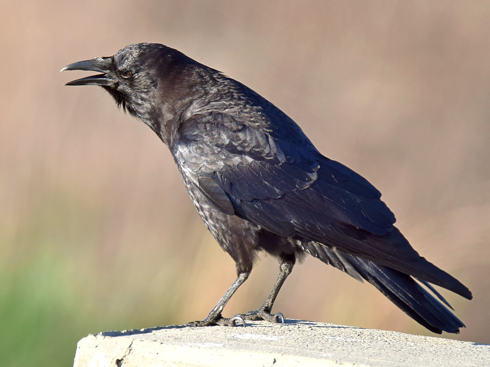 Crow4.jpg