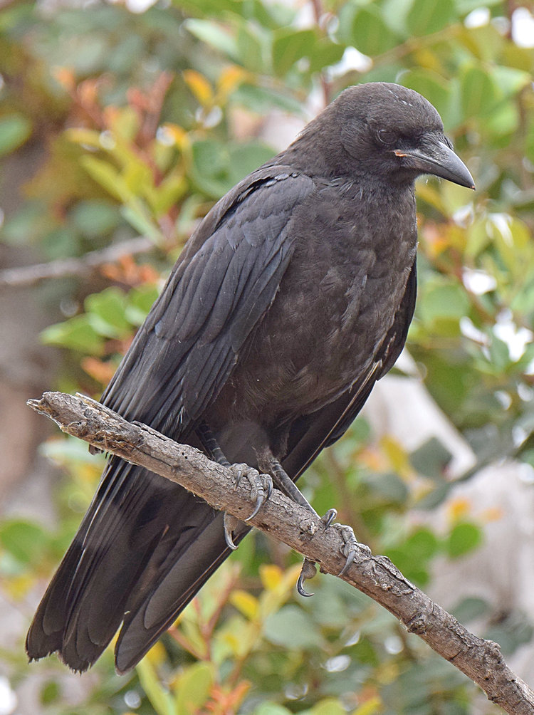 Crow4.jpg