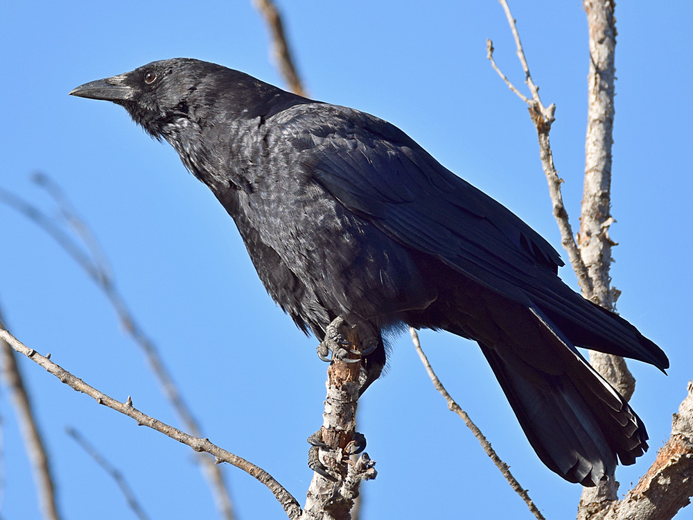 Crow4.jpg
