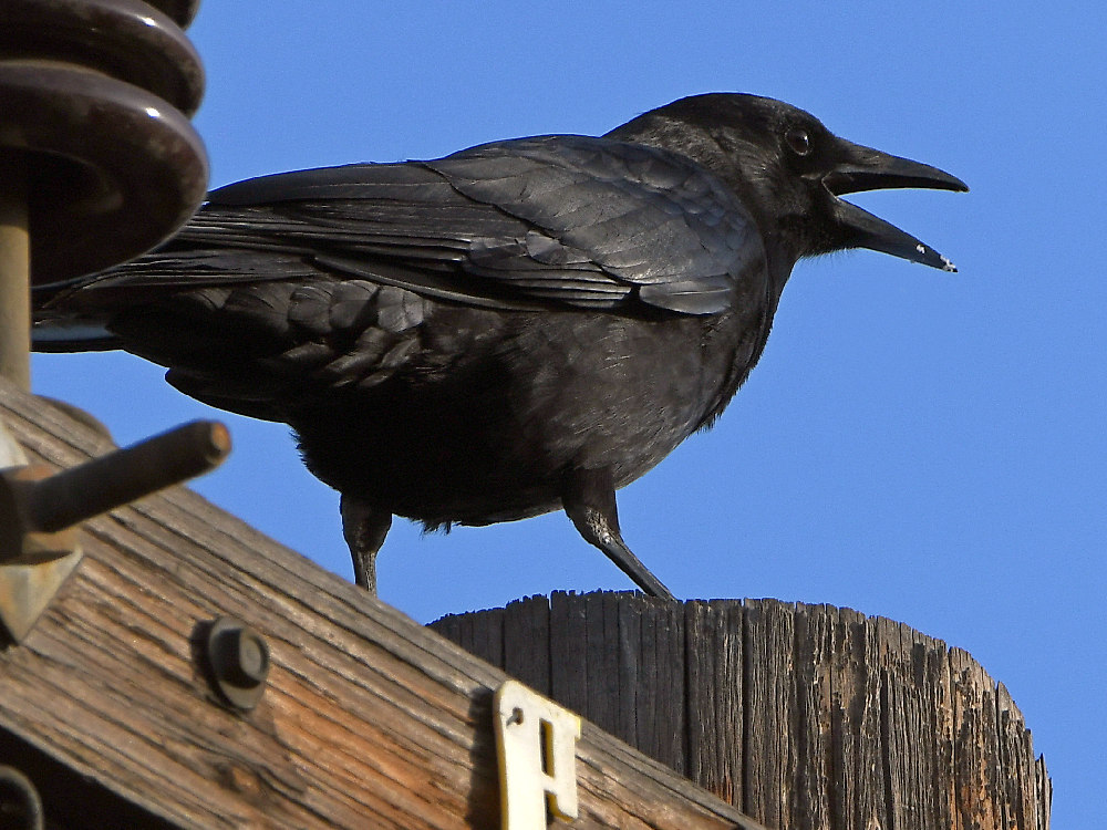 Crow4.jpg
