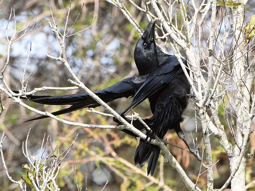 Crow4.JPG