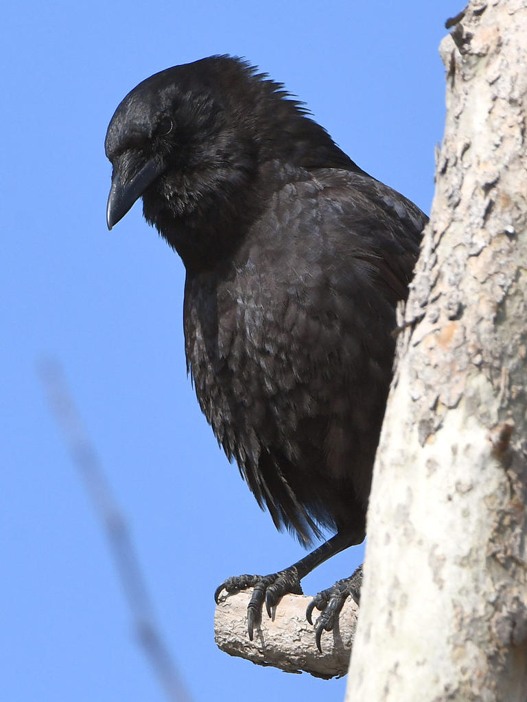 Crow4.jpg