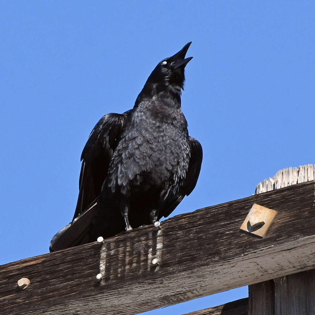 Crow4.jpg