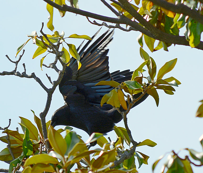 Crow4.jpg