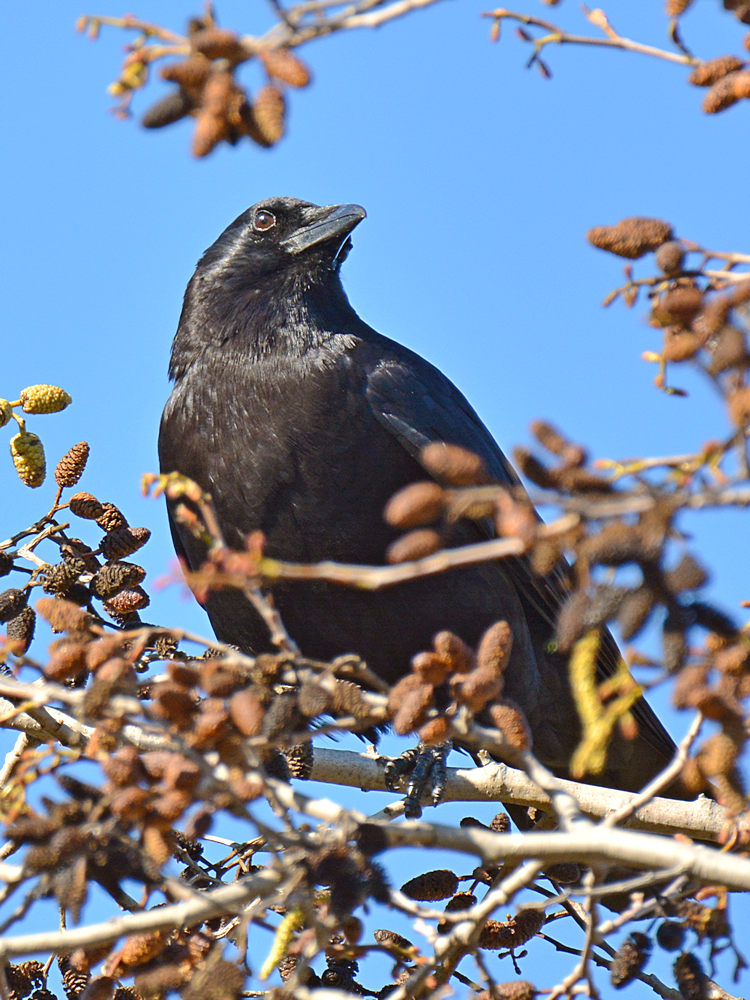 Crow5.jpg