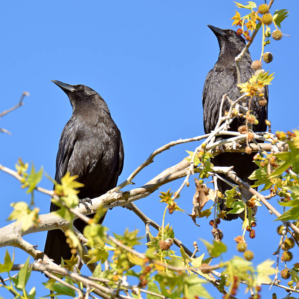 Crow5.jpg