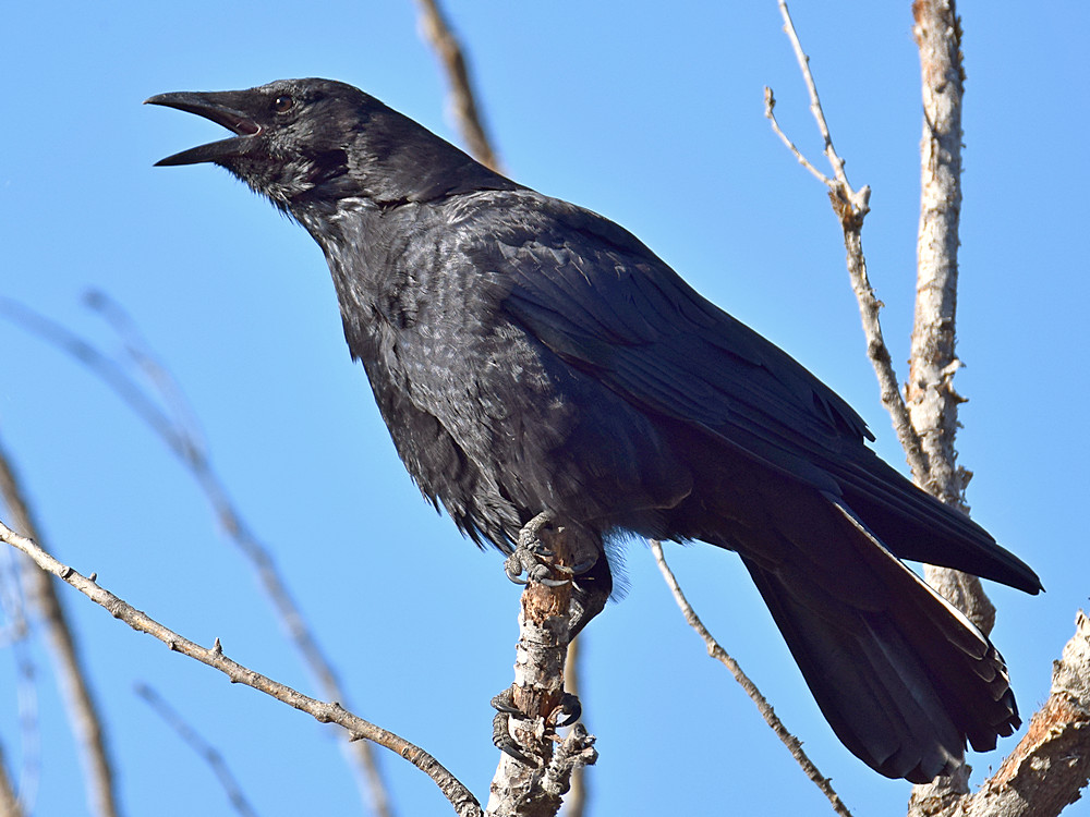 Crow5.jpg