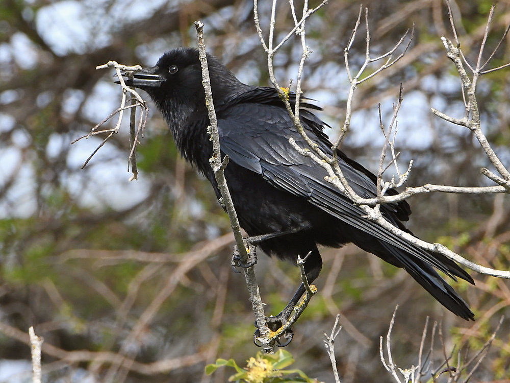 Crow5.JPG