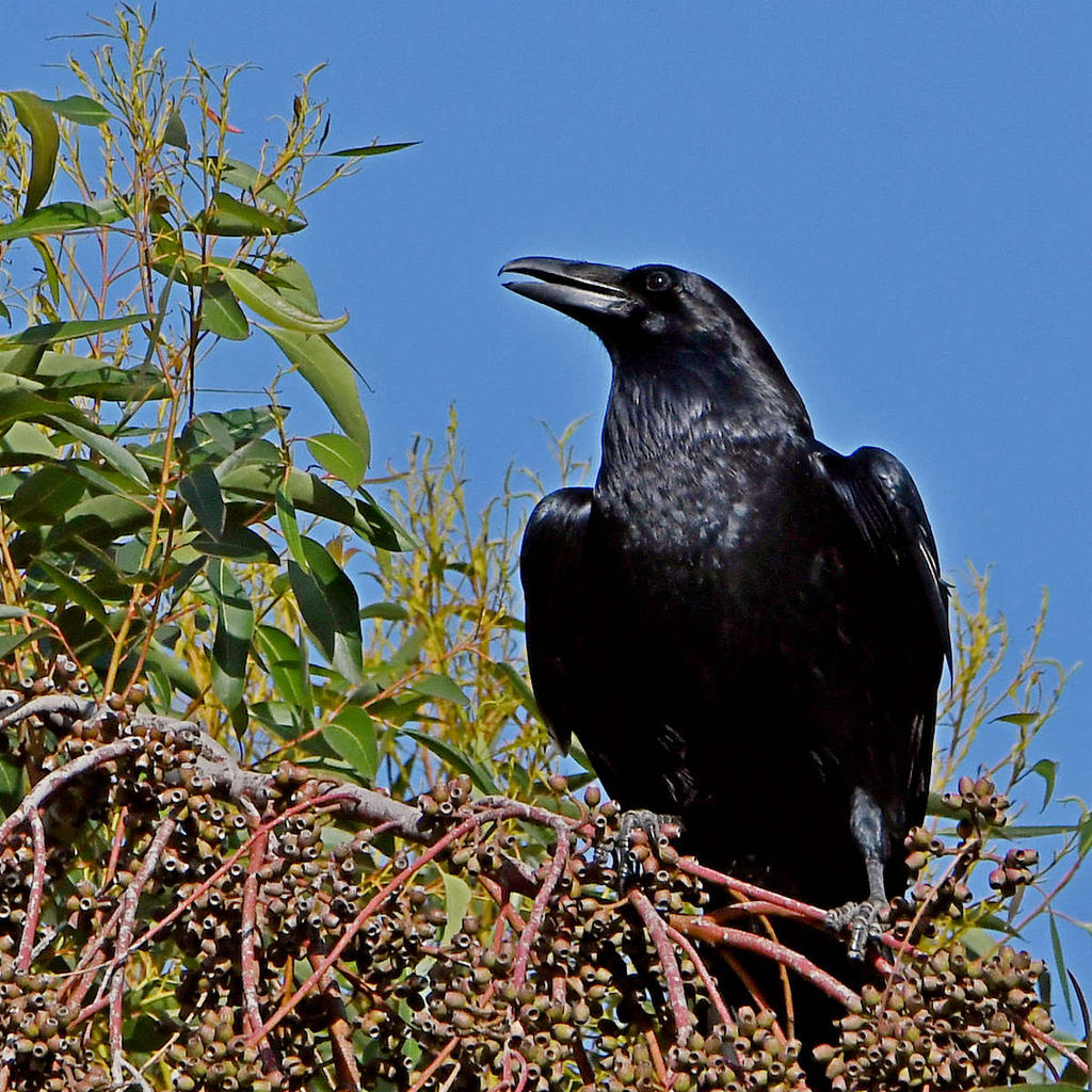 Crow5.jpg