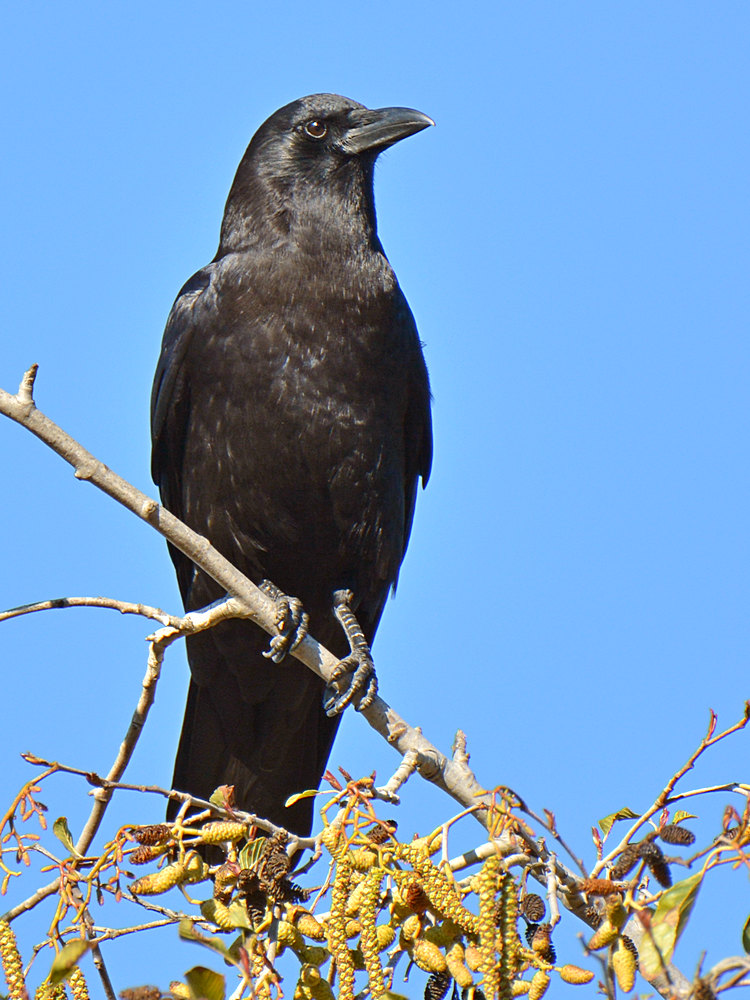 Crow6.jpg